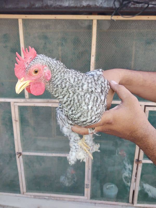 white silkie breeder male 4