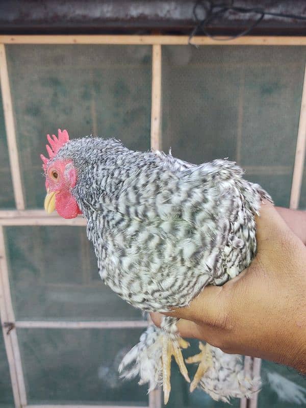 white silkie breeder male 6