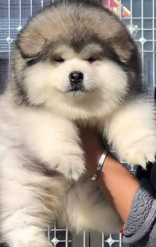 IMPORTED ALASKAN MALAMUTE PUPPIES AVAILABLE FOR BOOKING 12