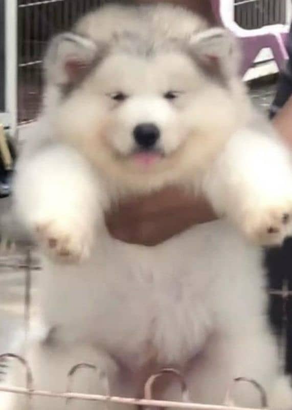 IMPORTED ALASKAN MALAMUTE PUPPIES AVAILABLE FOR BOOKING 15