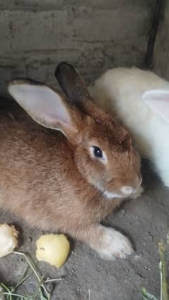 flamish & pure American English angora male