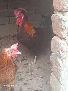 Egg Laying Golden Misri Hens for Sale