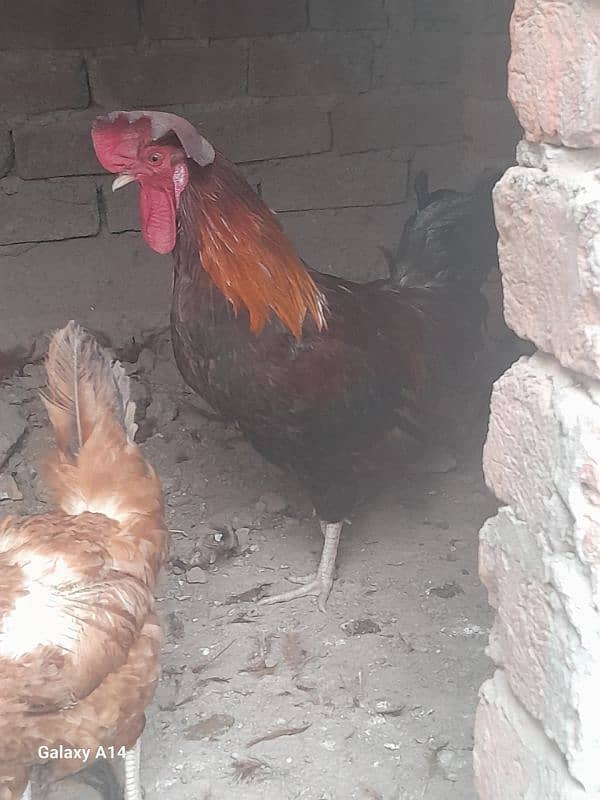 Egg Laying Golden Misri Hens for Sale 1