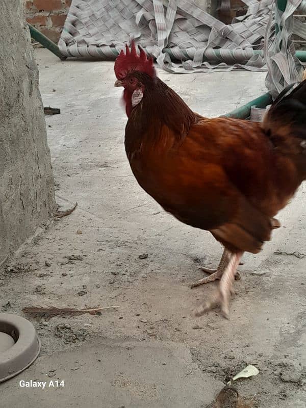 Egg Laying Golden Misri Hens for Sale 2