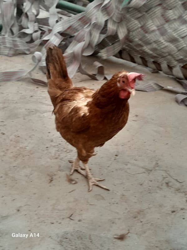 Egg Laying Golden Misri Hens for Sale 3