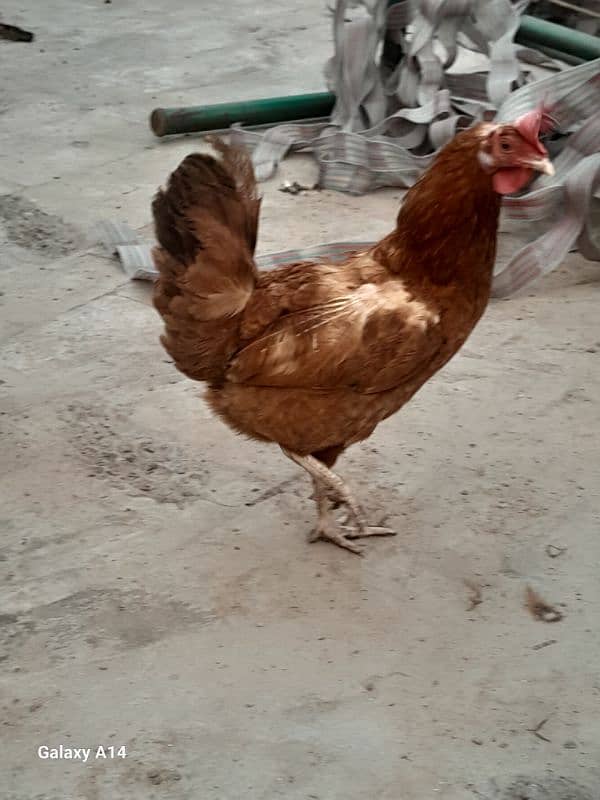 Egg Laying Golden Misri Hens for Sale 4