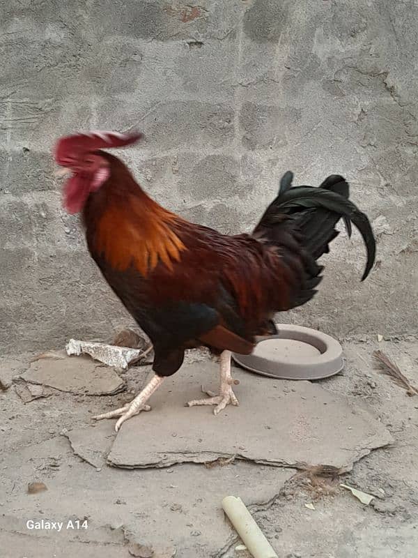 Egg Laying Golden Misri Hens for Sale 5