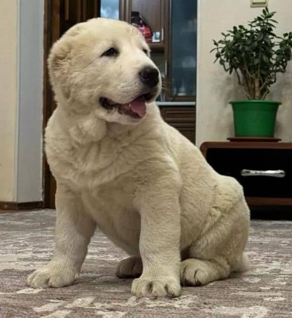 IMPORTED CENTRAL ASIAN SHEPHERD PUPPY AVAILABLE FOR BOOKING 0