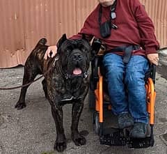 brindle Cane Corso Male puppy