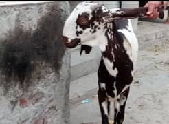 making Desi bakri|beetal goat