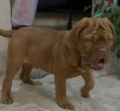 IMPORTED FRENCH MASTIFF PUPPIES AVAILABLE FOR BOOKING