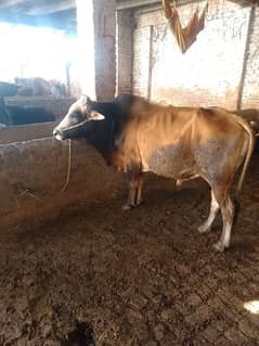 original garse bull