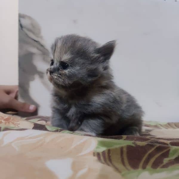 20 days old Persian cats for sale 0