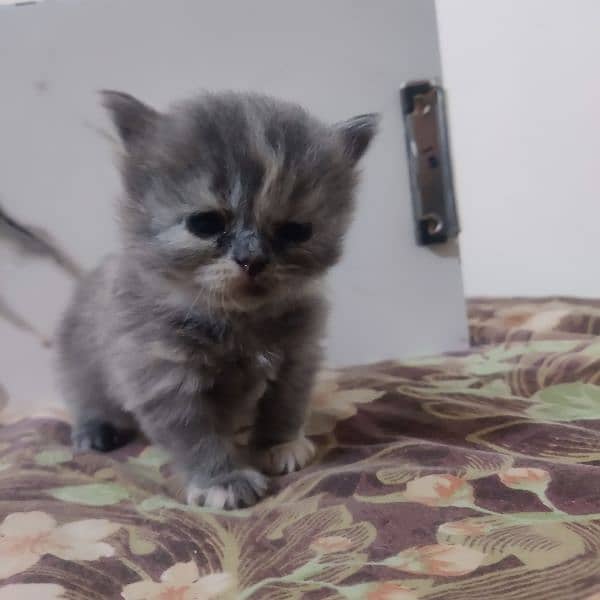 20 days old Persian cats for sale 1