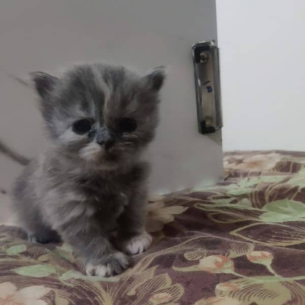 20 days old Persian cats for sale 2