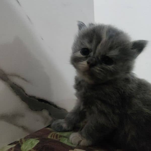 20 days old Persian cats for sale 3