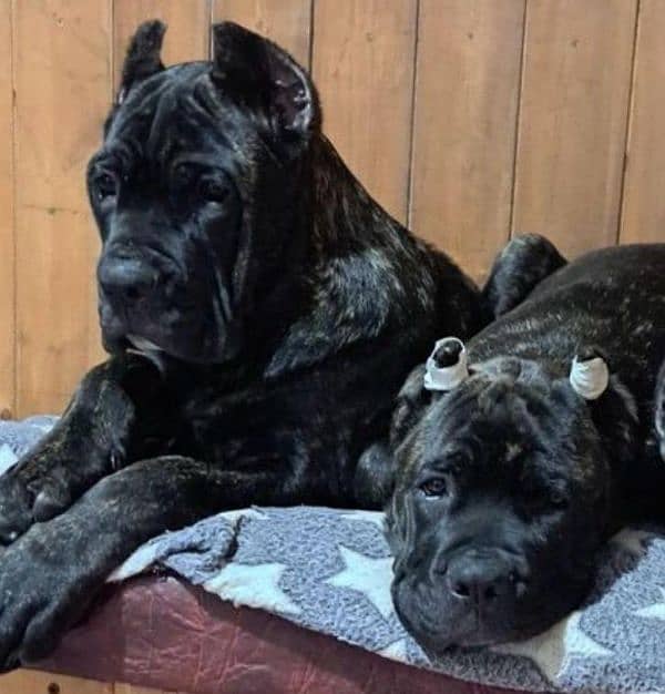 IMPORTED CANE CORSO PUPPIES AVAILABLE FOR BOOKING 2