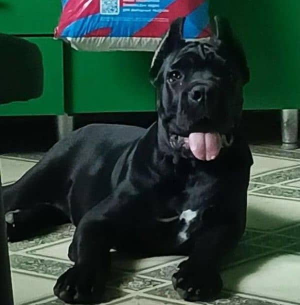 IMPORTED CANE CORSO PUPPIES AVAILABLE FOR BOOKING 1