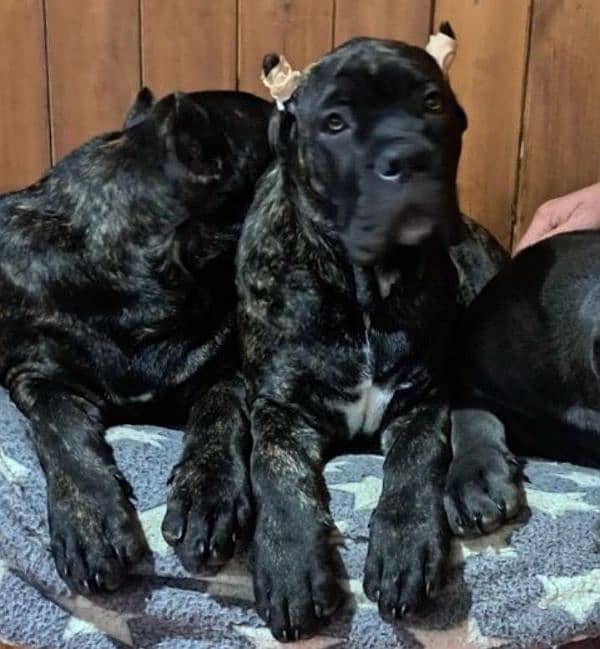 IMPORTED CANE CORSO PUPPIES AVAILABLE FOR BOOKING 0