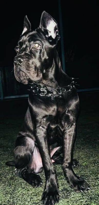 IMPORTED CANE CORSO PUPPIES AVAILABLE FOR BOOKING 4