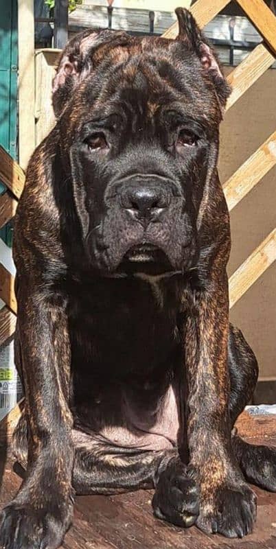 IMPORTED CANE CORSO PUPPIES AVAILABLE FOR BOOKING 7