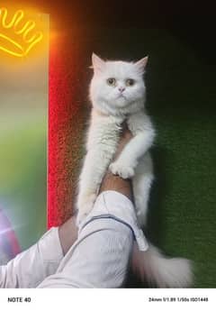 PUNCH PERSIAN TRIPLE COATED FEMALE FOR SALE