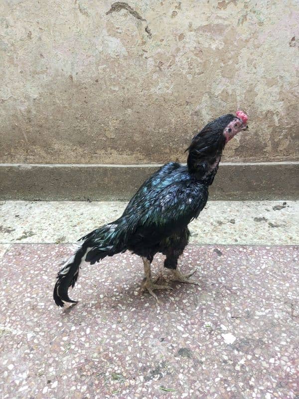 Aseel/Desi Murghian Chicken Guniya k Patients k Liye Read Ad 4