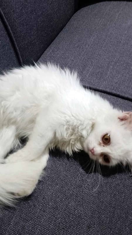 pure white persian kitten 0