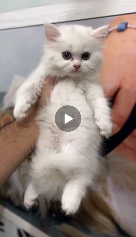 pure white persian kitten 2