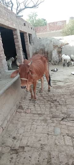 Desi cow for sale