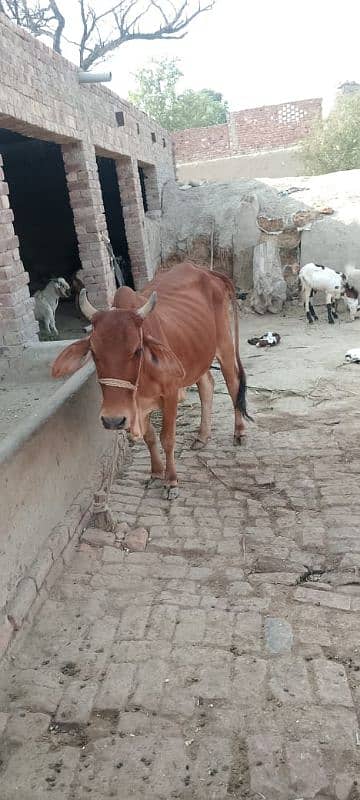 Desi cow for sale 0