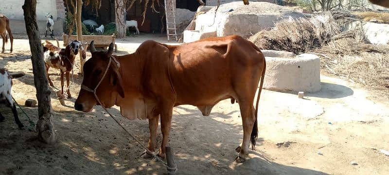 Desi cow for sale 2