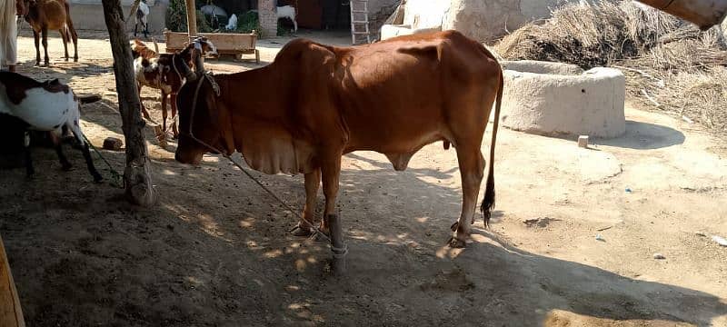 Desi cow for sale 3