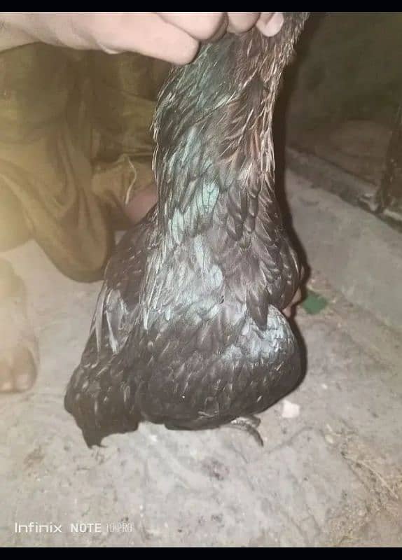 desi egg laying hen 2