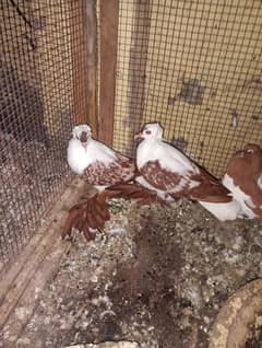 swallow banded breeder pair with 2 eggs