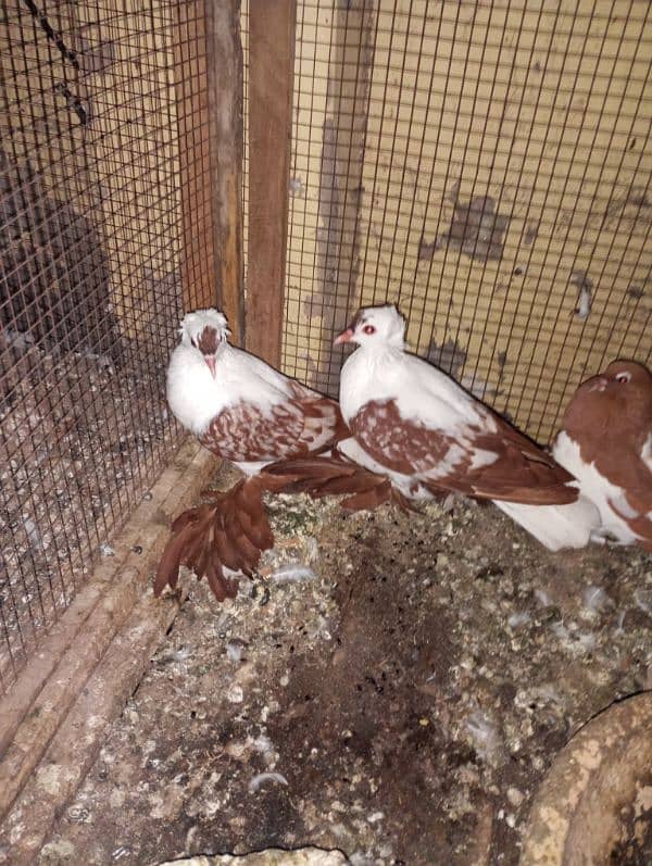 swallow banded breeder pair with 2 eggs 0