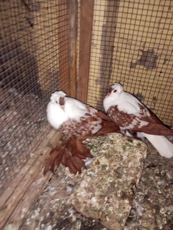 swallow banded breeder pair with 2 eggs 1