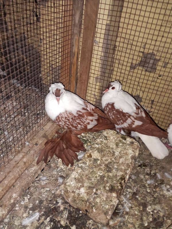 swallow banded breeder pair with 2 eggs 2