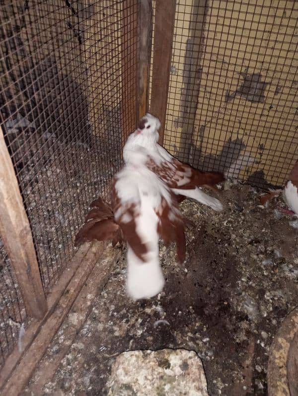 swallow banded breeder pair with 2 eggs 3