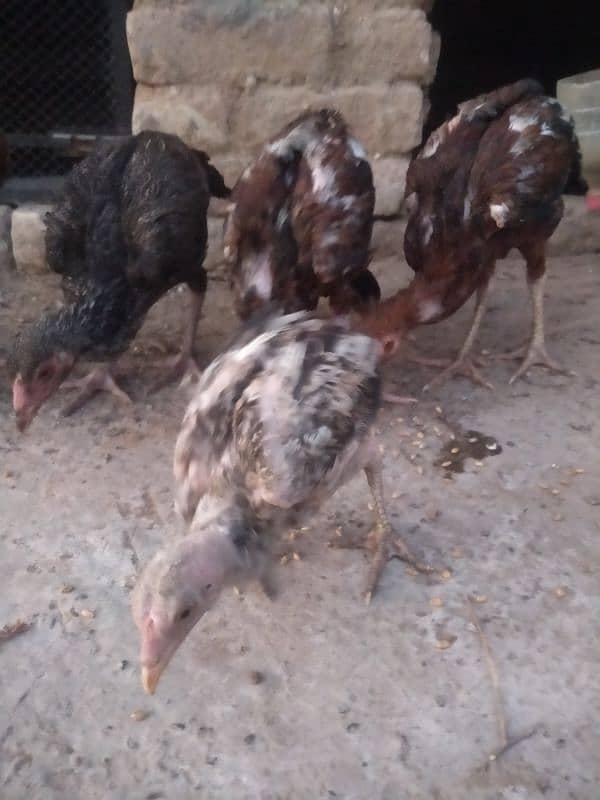 Aseel chicks  03480556327 5