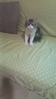 Persian kitten male read ad