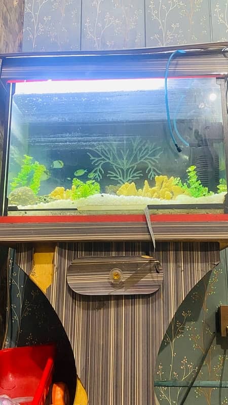 Fish Aquarium  with good condition 3