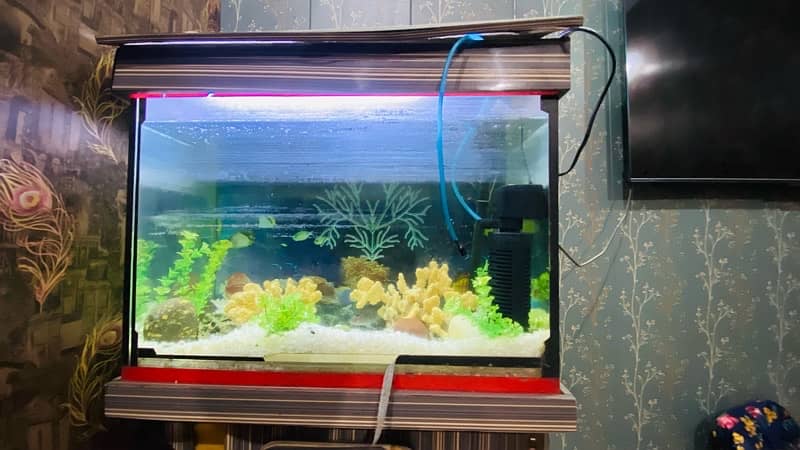 Fish Aquarium  with good condition 4