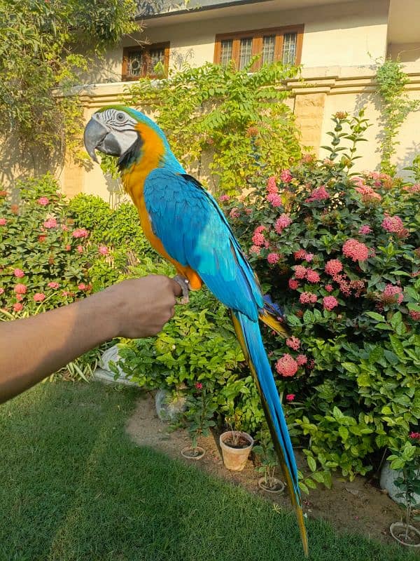 Blue n Gold Macaw 0