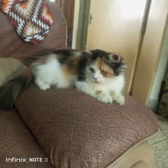 pure Persian triple coated calico female in heat