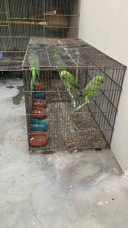 ringneck parrot 1