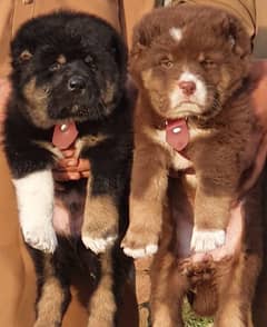 alabai security dog 2 month pair for sale heavy bone