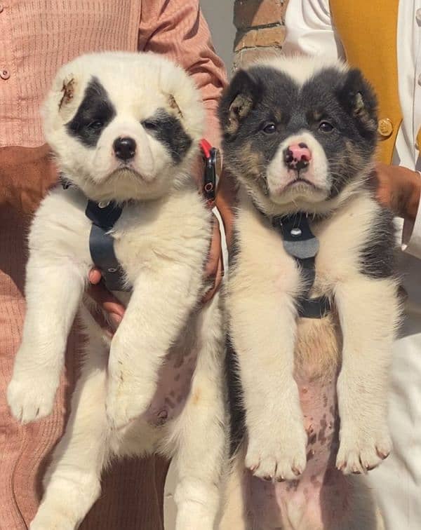 alabai security Dog 2 month pair for sale heavy bone 0