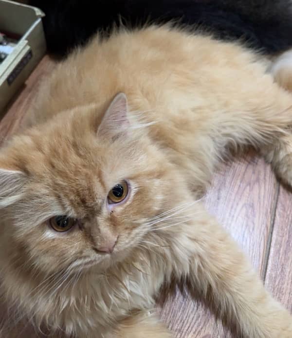 Persian cat for sale 3