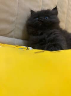 jet black persian kitten